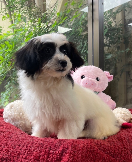 Myla
