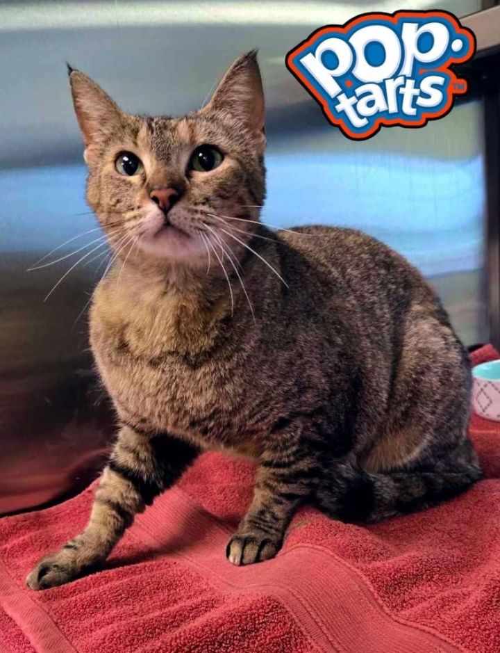Poptart 2