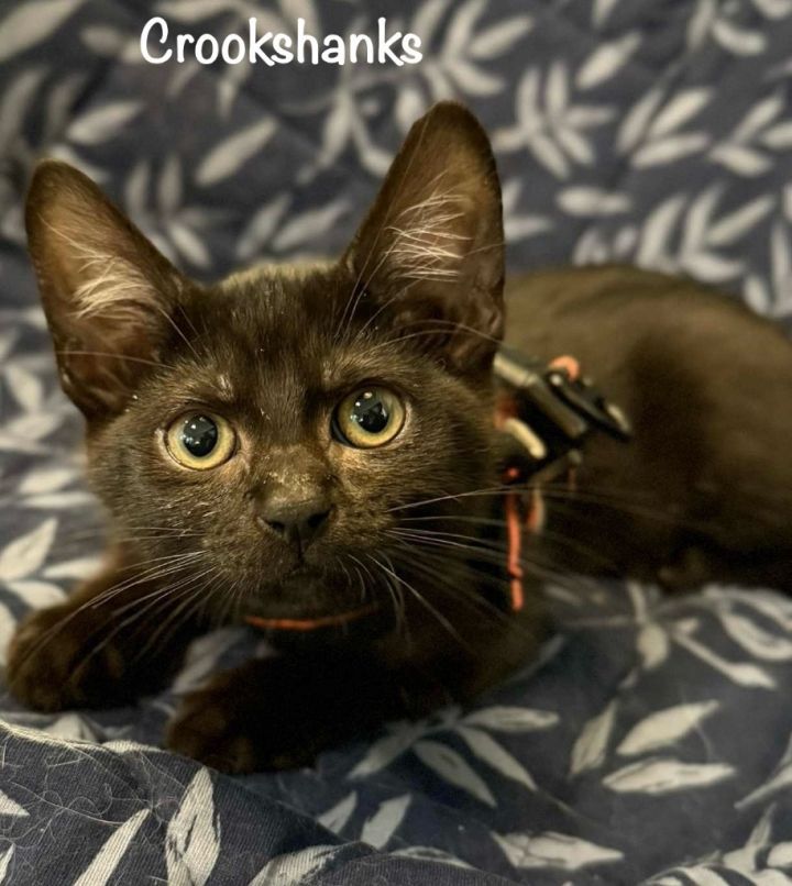 Crookshanks 1