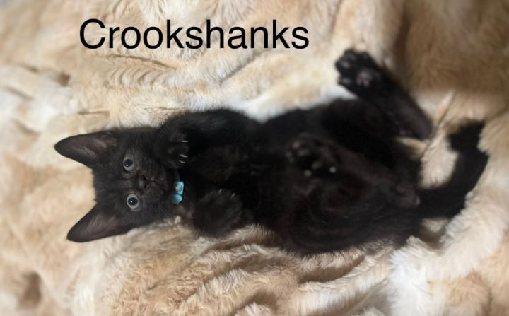 Crookshanks 3