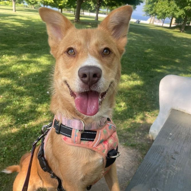 Nova