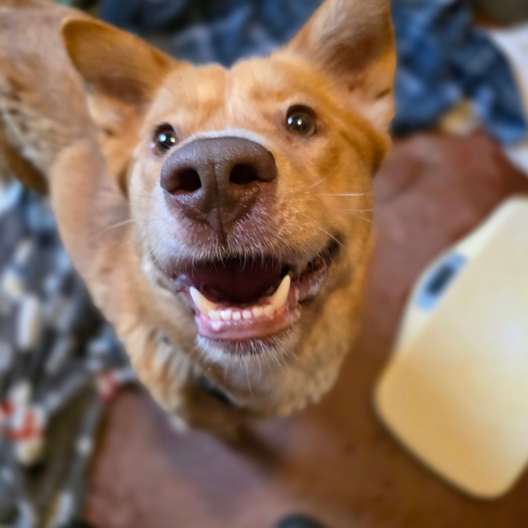 Nova