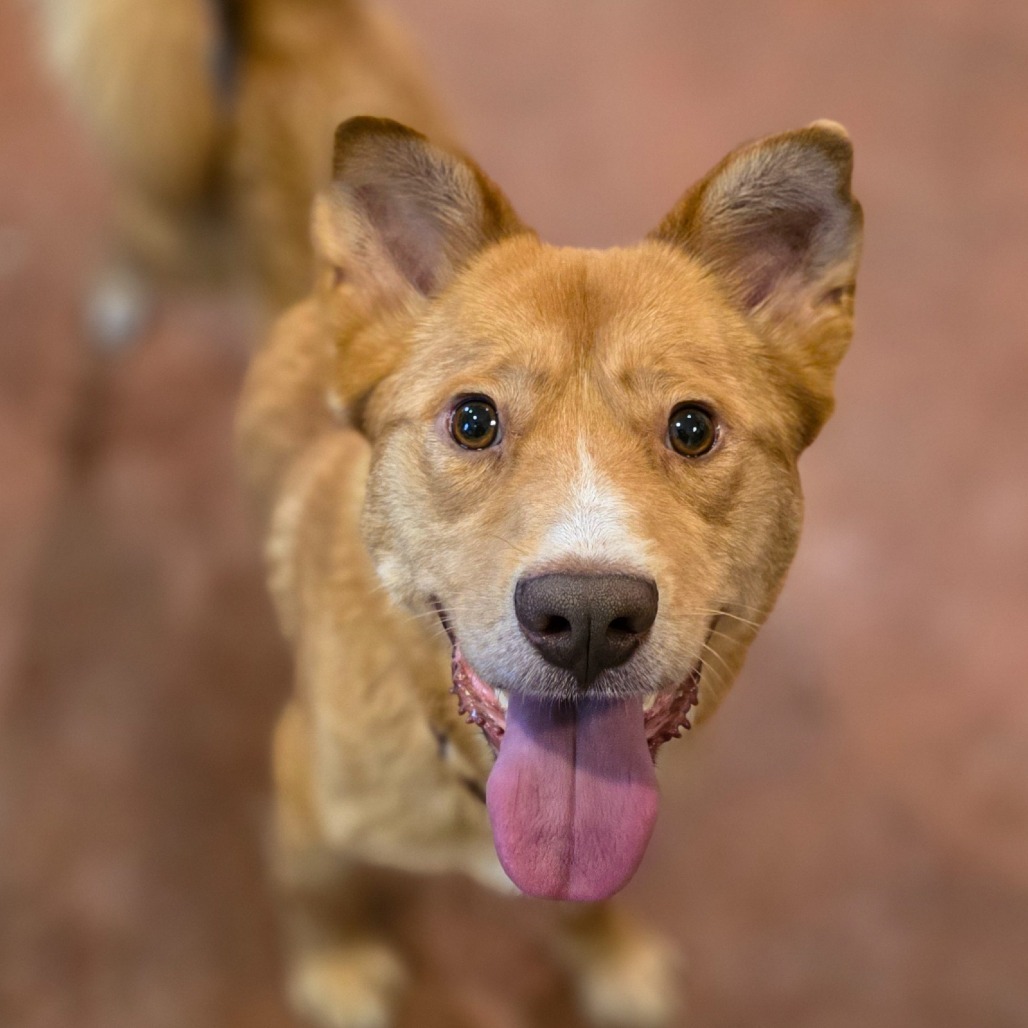 Nova, an adoptable Mixed Breed in Glenfield, NY, 13343 | Photo Image 3