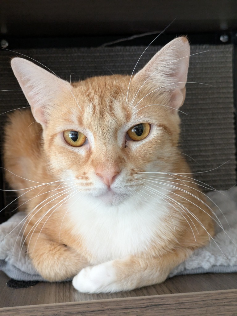 Amara