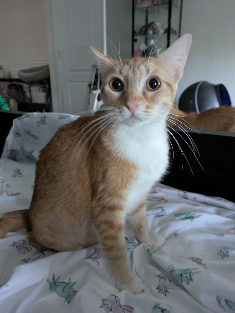 Amara