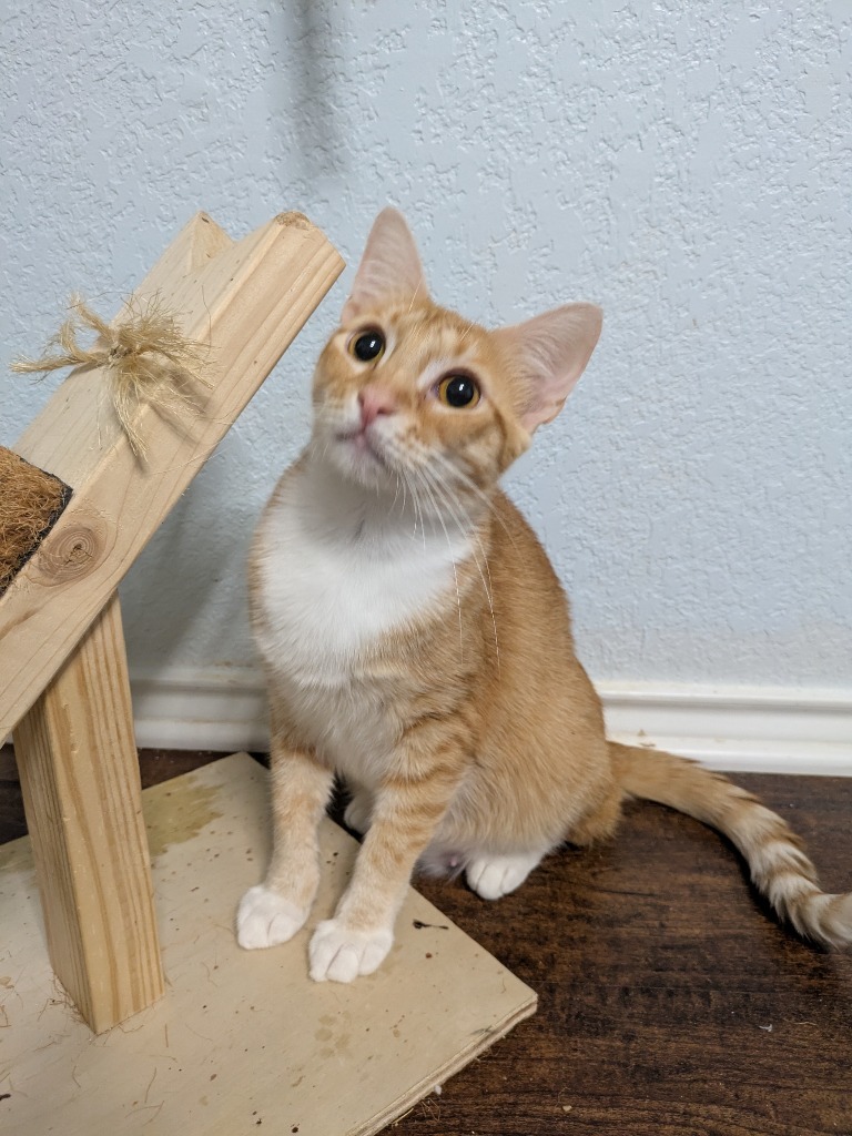 Amara