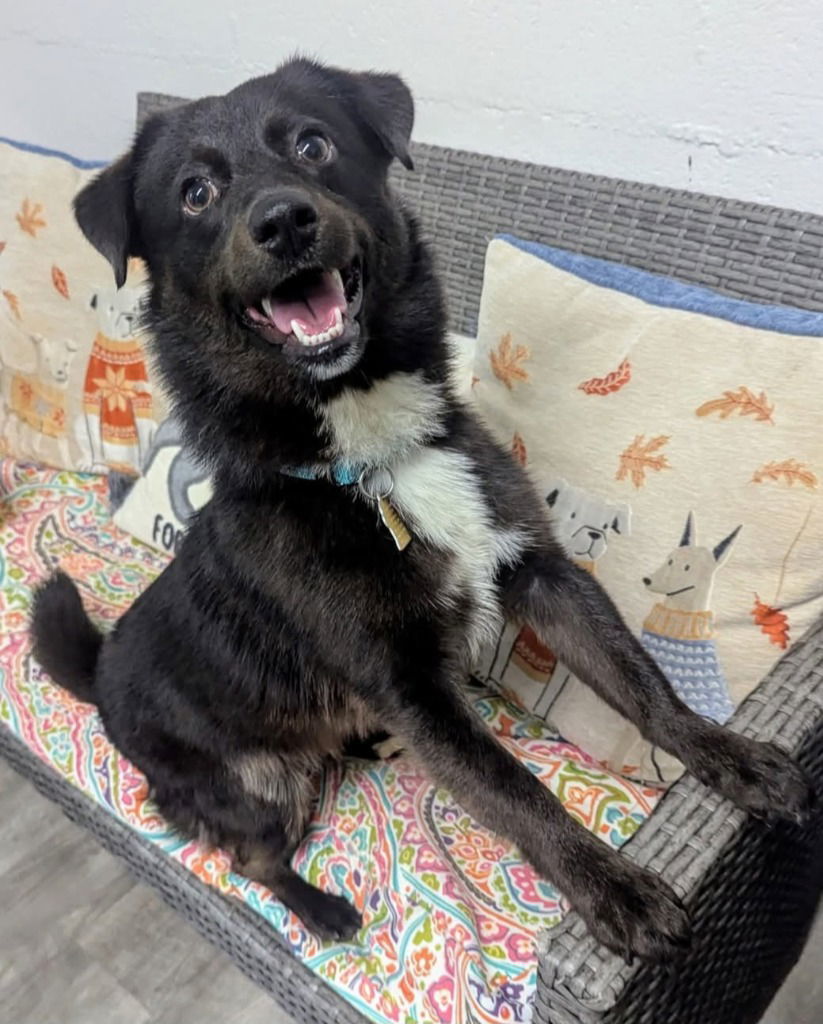 Zane, an adoptable Schipperke, Terrier in Ellijay, GA, 30540 | Photo Image 1