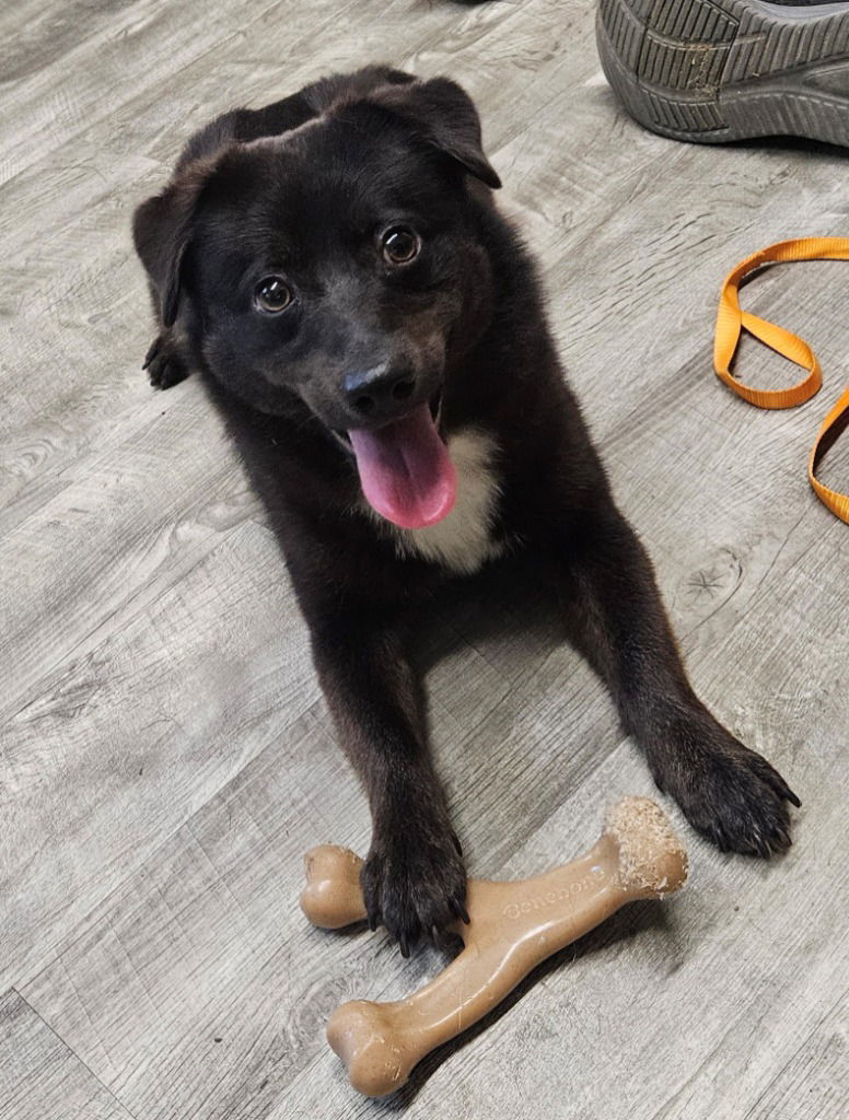 Zane, an adoptable Schipperke, Terrier in Ellijay, GA, 30540 | Photo Image 2