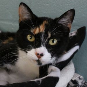 April, Adult Female Domestic Short Hair