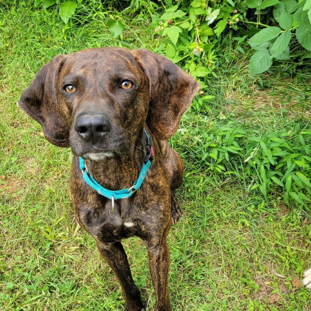 Hank