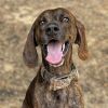 Hank photo 1