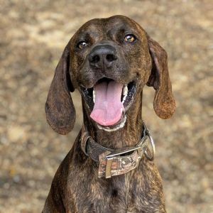 Hank, Adult Male Plott Hound