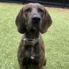 Hank photo 2