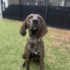 Hank photo 3