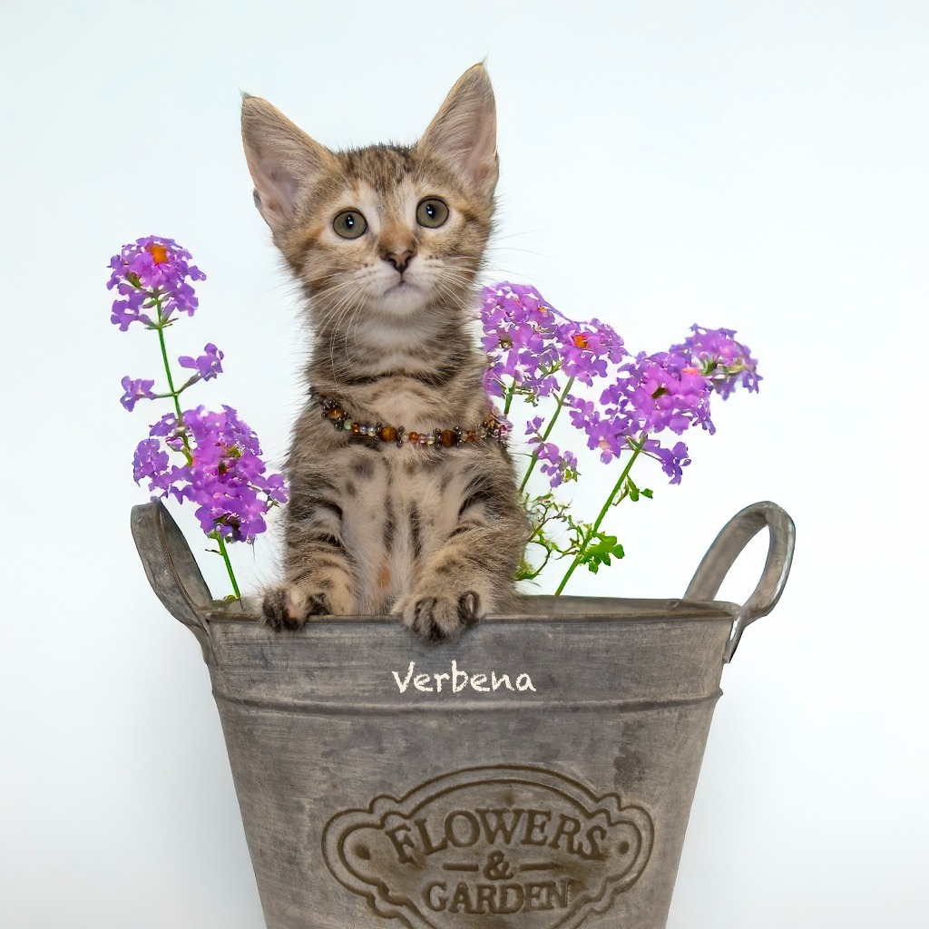 Verbena