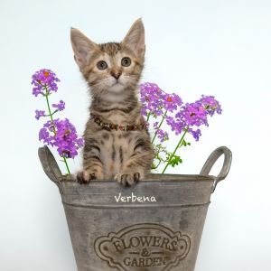 Verbena, Baby Female Domestic Medium Hair