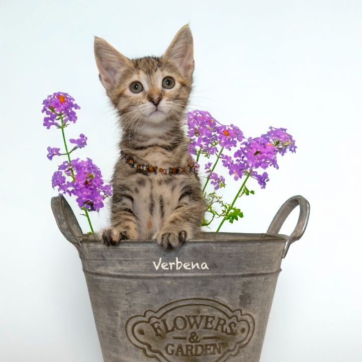 Verbena 1