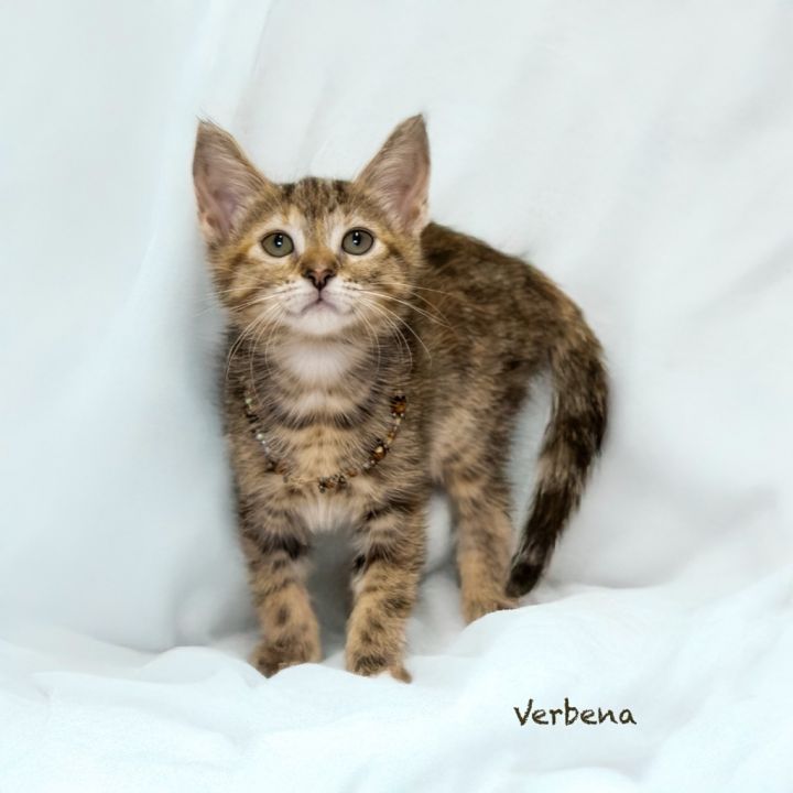 Verbena 2