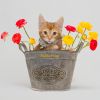 Buttercup photo 1