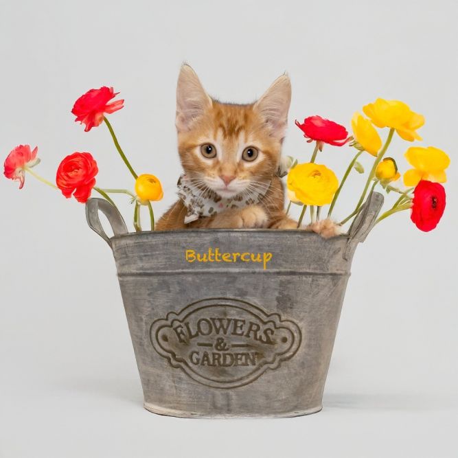 Buttercup