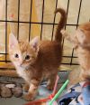 Buttercup photo 2