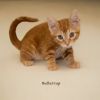 Buttercup photo 3