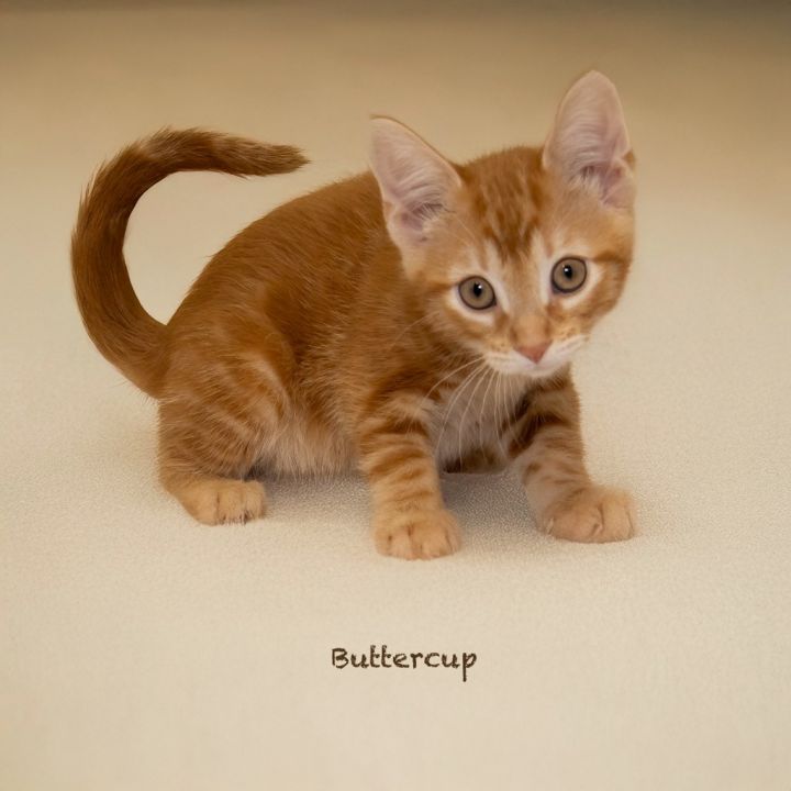 Buttercup 3