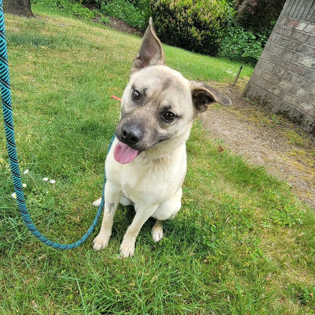 Pooch