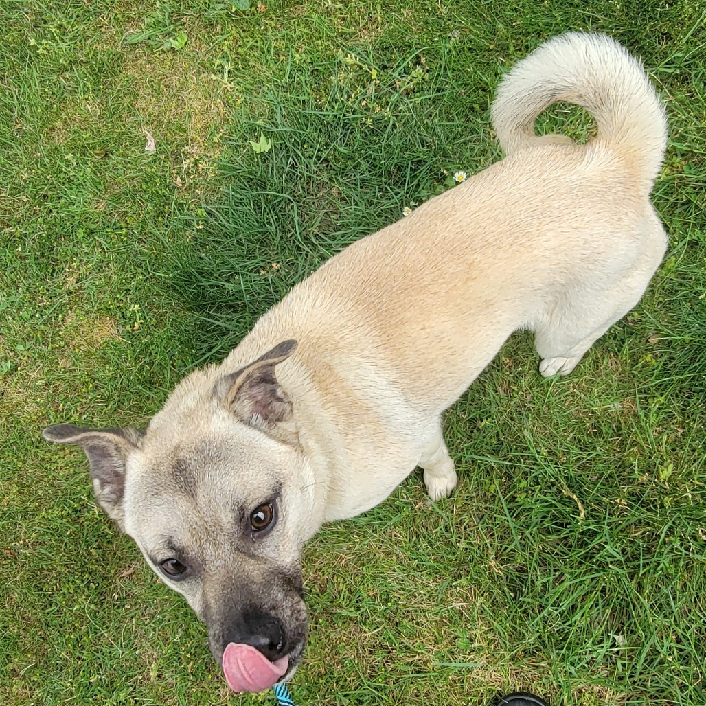 Pooch