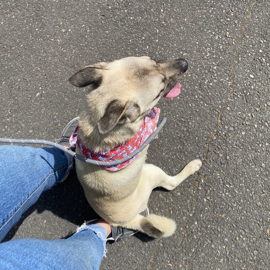 Pooch