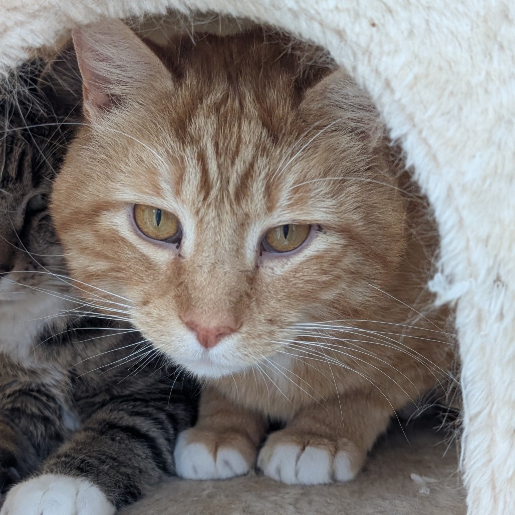 Grizzly, an adoptable Domestic Short Hair in Thomaston, ME, 04861 | Photo Image 1