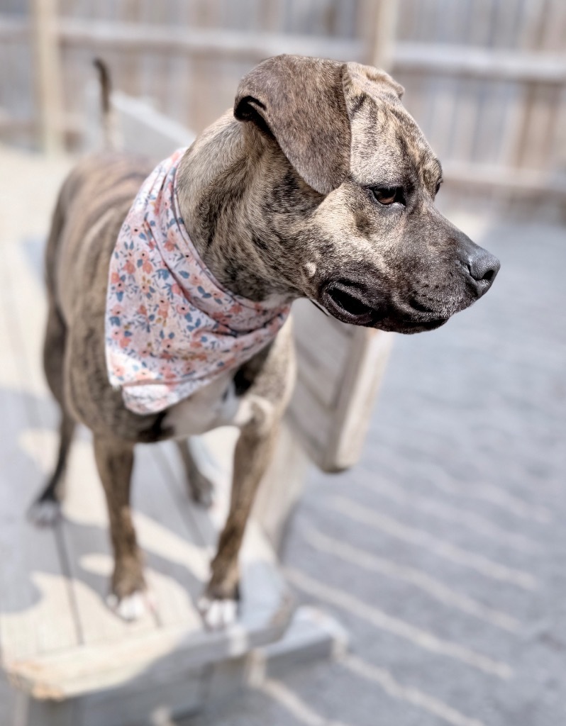 Roxy