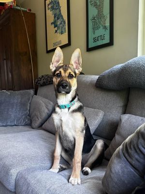 Meet Our Valentines Day Pup Born on February 14 2025 this adorable German Shepherd puppy is as s