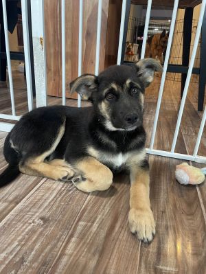 Meet Our Valentines Day Pup Born on February 14 2025 this adorable German Shepherd puppy is as s