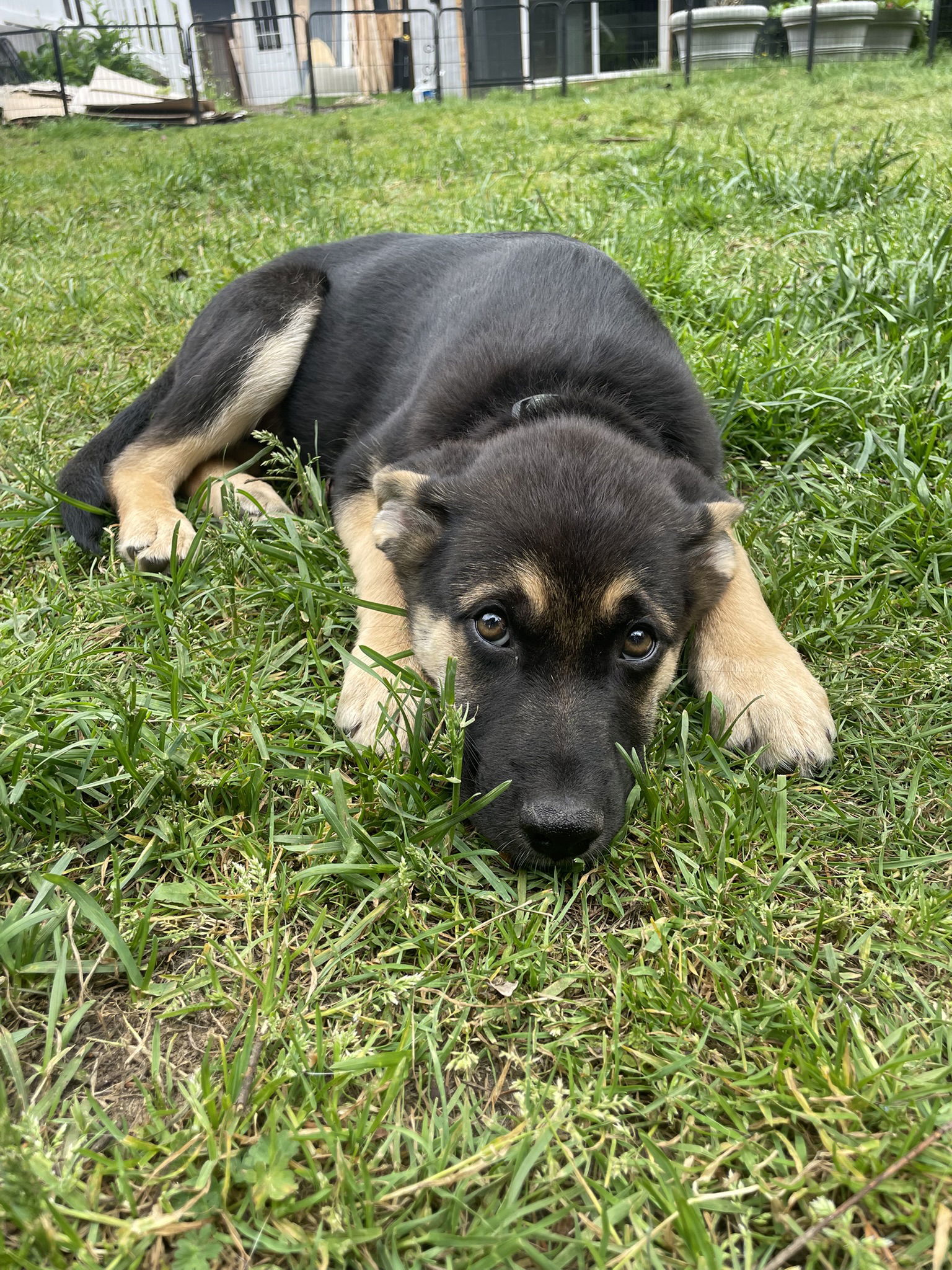Tavish