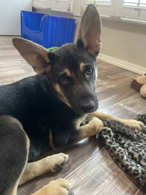 Meet Our Valentines Day Pup Born on February 14 2025 this adorable German Shepherd puppy is as s