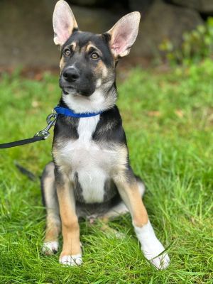 Meet Our Valentines Day Pup Born on February 14 2025 this adorable German Shepherd puppy is as s
