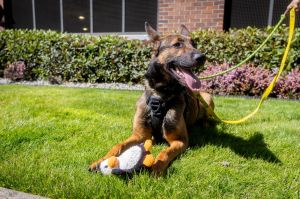 Meet Beau - Your Next Adventure Buddy Beau is a handsome 4-year-old German Shepherd with the perfec