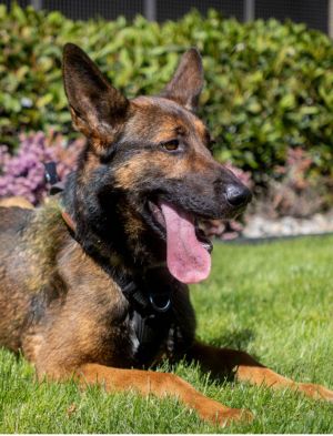 Meet Bex - Your Next Adventure Buddy Bex is a handsome 4-year-old German Shepherd with the perfect 