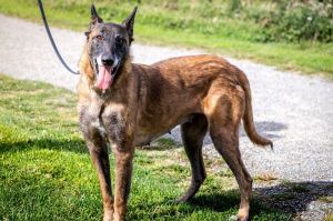 Meet Luna - A Gentle Soul with a Heart Full of Love Luna is an 8-year-old Belgian Malinois with the