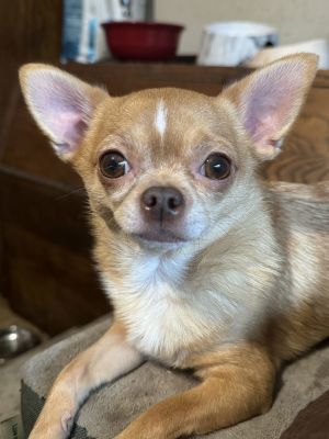 Meet Baine - The 7-Pound King of the Castle Dont let his size fool you-Baine the Chihuahua may be 