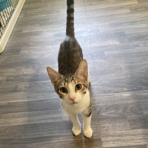 B&#39;Elanna, Baby Male Domestic Short Hair