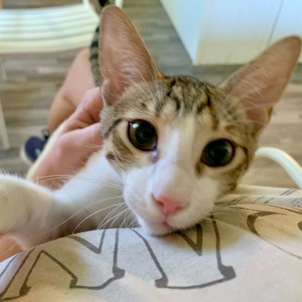 B'Elanna, an adoptable Domestic Short Hair in Carencro, LA, 70520 | Photo Image 3