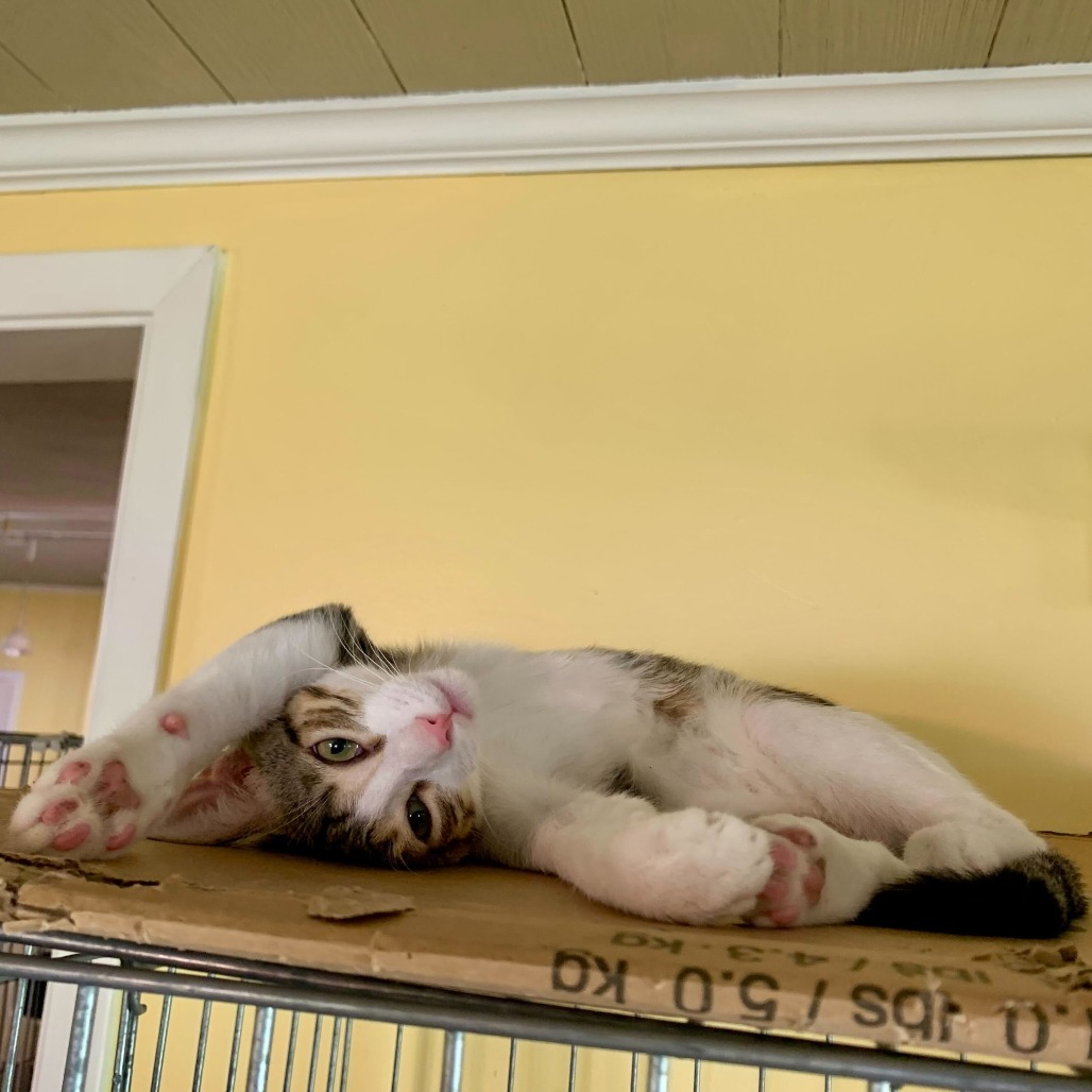 B'Elanna, an adoptable Domestic Short Hair in Carencro, LA, 70520 | Photo Image 4