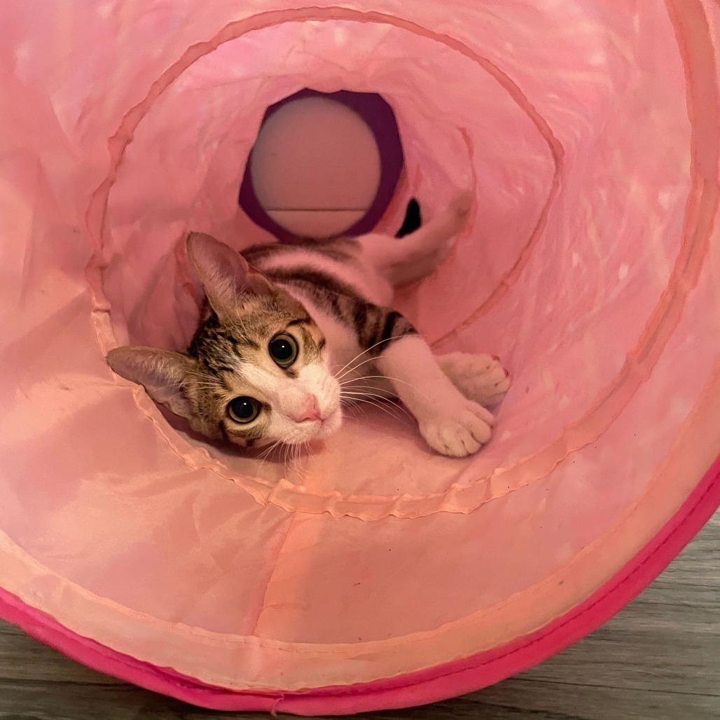 B'Elanna, an adoptable Domestic Short Hair in Carencro, LA, 70520 | Photo Image 5