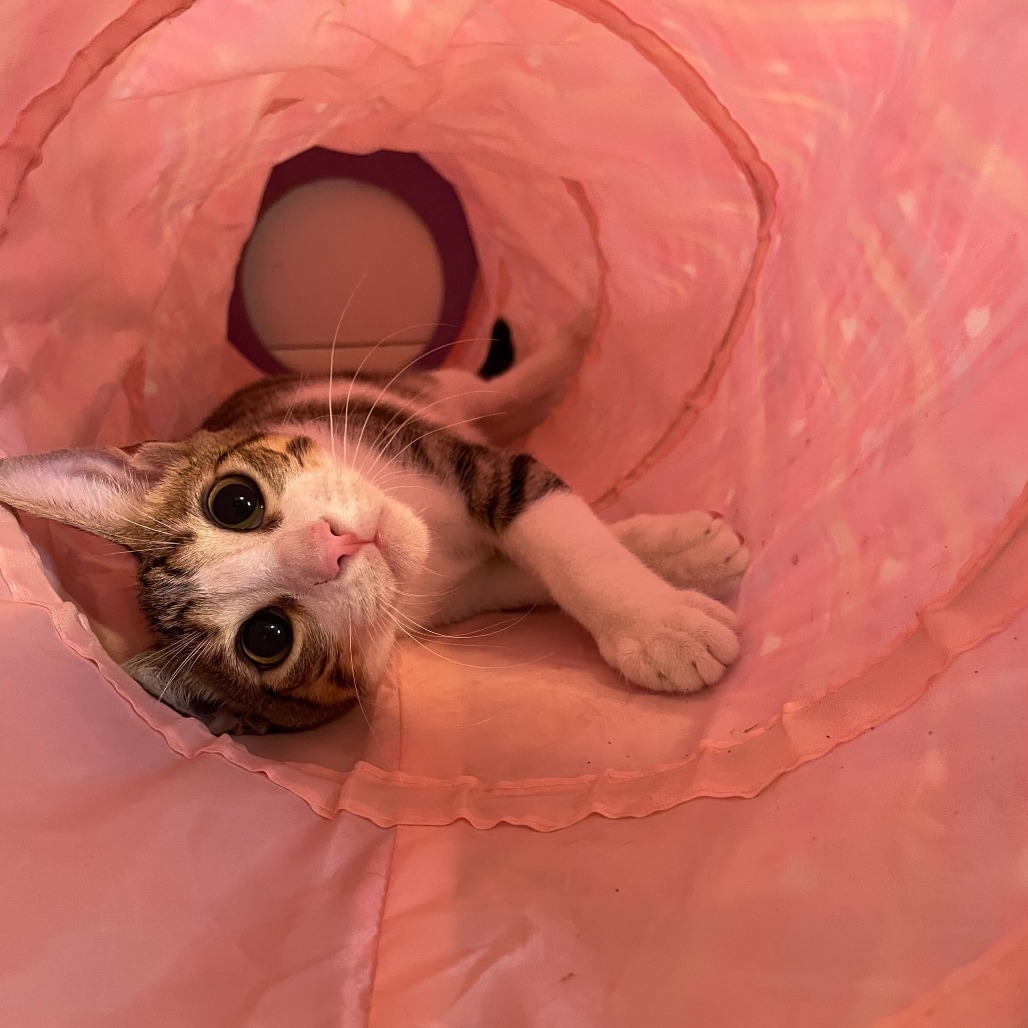 B'Elanna, an adoptable Domestic Short Hair in Carencro, LA, 70520 | Photo Image 6