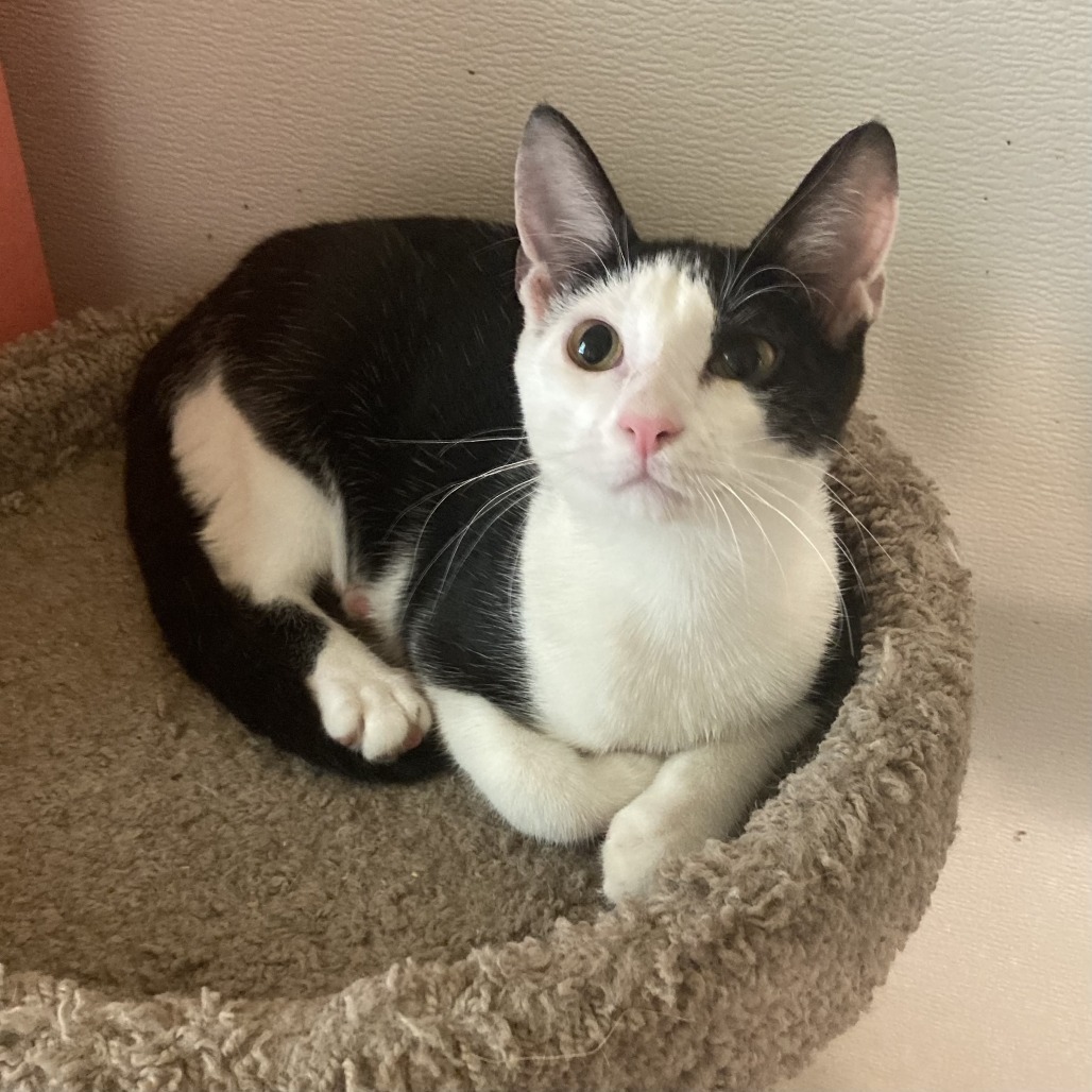 Tom Paris, an adoptable Domestic Short Hair in Carencro, LA, 70520 | Photo Image 1