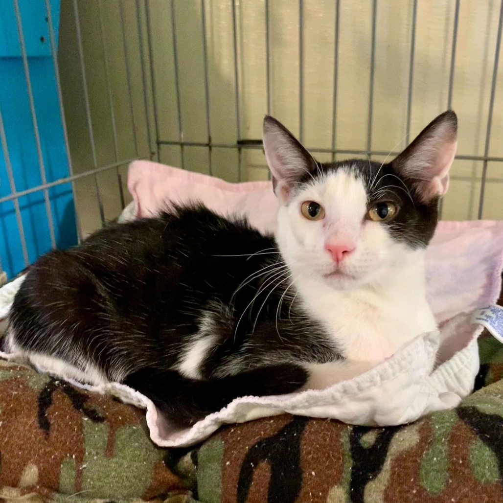 Tom Paris, an adoptable Domestic Short Hair in Carencro, LA, 70520 | Photo Image 3