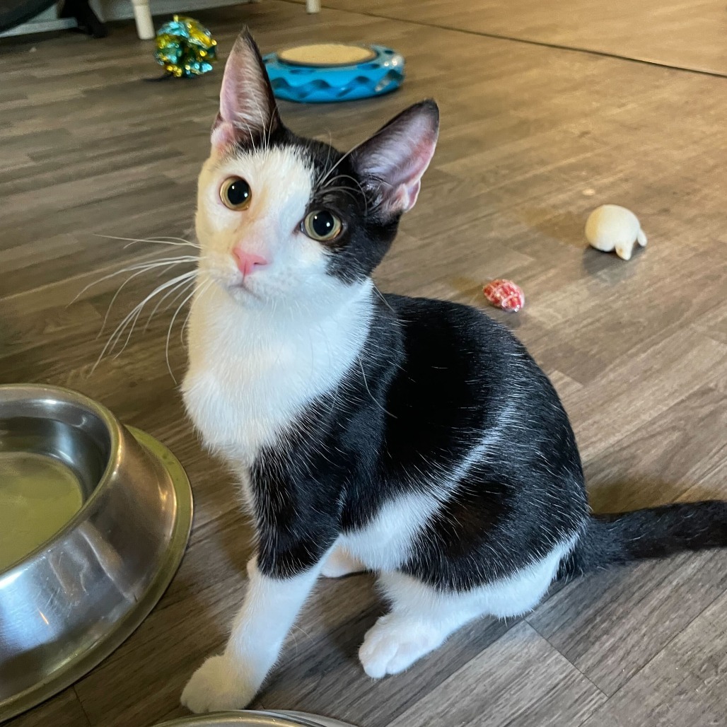 Tom Paris, an adoptable Domestic Short Hair in Carencro, LA, 70520 | Photo Image 4