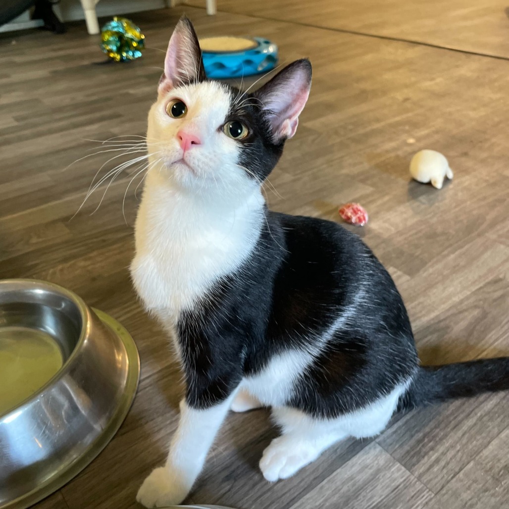 Tom Paris, an adoptable Domestic Short Hair in Carencro, LA, 70520 | Photo Image 5